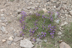 Penstemon heterodoxus heterodoxus