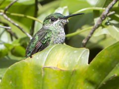 Heliodoxa leadbeateri