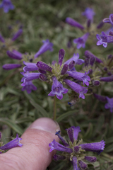 Penstemon heterodoxus heterodoxus