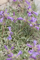 Penstemon heterodoxus heterodoxus