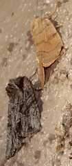 Dichagyris