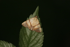 Eulepidotis juncida