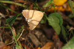 Eulepidotis juncida