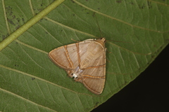 Eulepidotis juncida