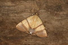 Eulepidotis juncida