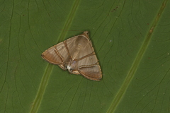 Eulepidotis juncida