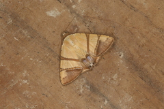 Eulepidotis juncida