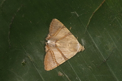 Eulepidotis juncida
