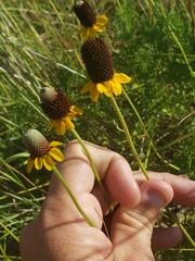 Ratibida peduncularis