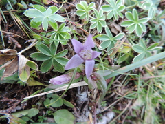 Gentianella aspera