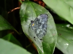 Dismorphia crisia foedora