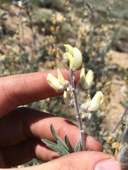 Lupinus padre-crowleyi