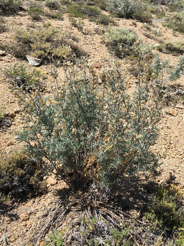 Image of Lupinus padre by (c) Martin Purdy, some rights reserved (CC BY)