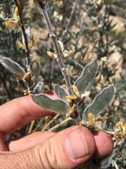 Lupinus padre-crowleyi