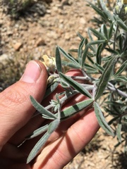 Lupinus padre-crowleyi