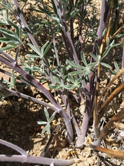 Lupinus padre-crowleyi