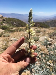 Lupinus padre-crowleyi
