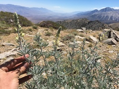 Lupinus padre-crowleyi