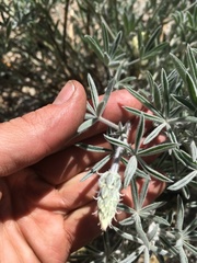 Lupinus padre-crowleyi