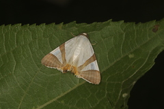 Eulepidotis persimilis