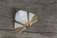 Eulepidotis persimilis