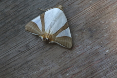 Eulepidotis persimilis