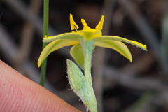Hypoxis juncea