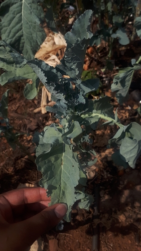 Brassica oleracea var. viridis image