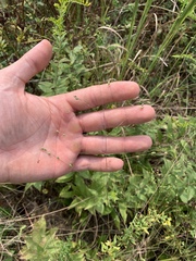 Kellochloa brachyantha