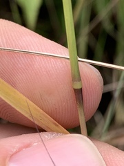 Kellochloa brachyantha