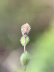 Kellochloa brachyantha