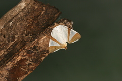 Eulepidotis rectimargo