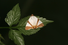 Eulepidotis rectimargo