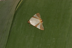 Eulepidotis rectimargo