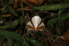 Eulepidotis rectimargo