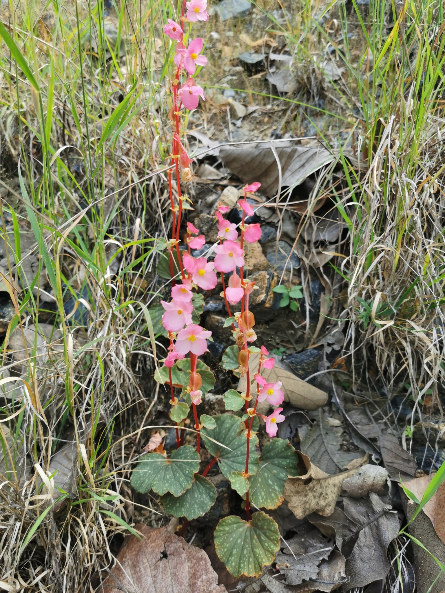 Begonia tapatia · iNaturalist Canada
