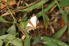 Eulepidotis rectimargo