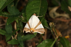 Eulepidotis rectimargo