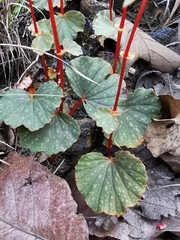 Begonia tapatia