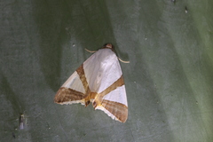 Eulepidotis rectimargo