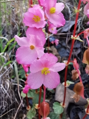 Begonia tapatia
