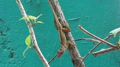 Anolis sagrei