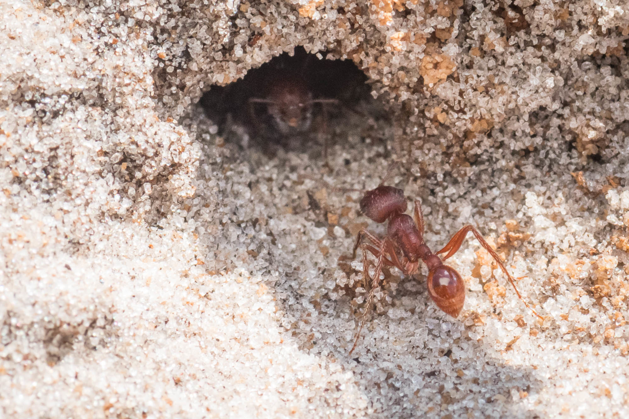 Pogonomyrmex badius
