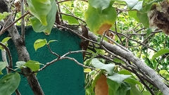 Anolis sagrei
