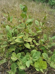 Triumfetta polyandra