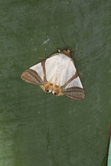 Eulepidotis persimilis