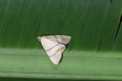 Eulepidotis persimilis