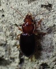 Trichotichnus vulpeculus