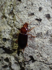 Trichotichnus vulpeculus