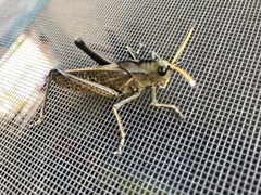 Taeniopoda citricornis